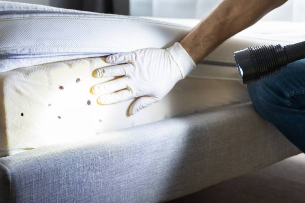 Best Flea Control Services  in Hinton, OK