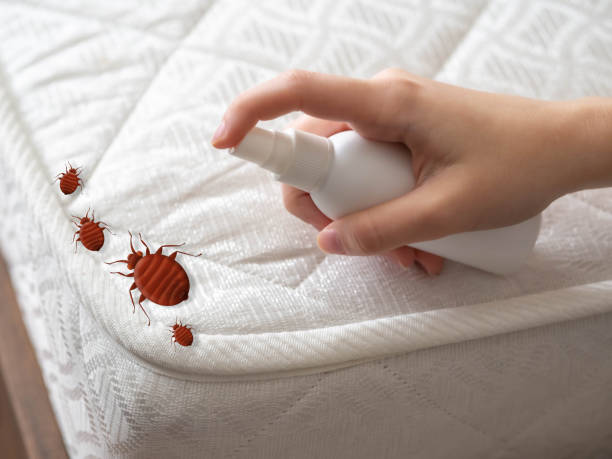 Best Ant Control Services  in Hinton, OK